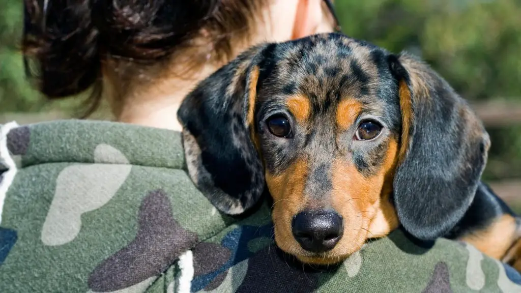 dachshund anxiety 