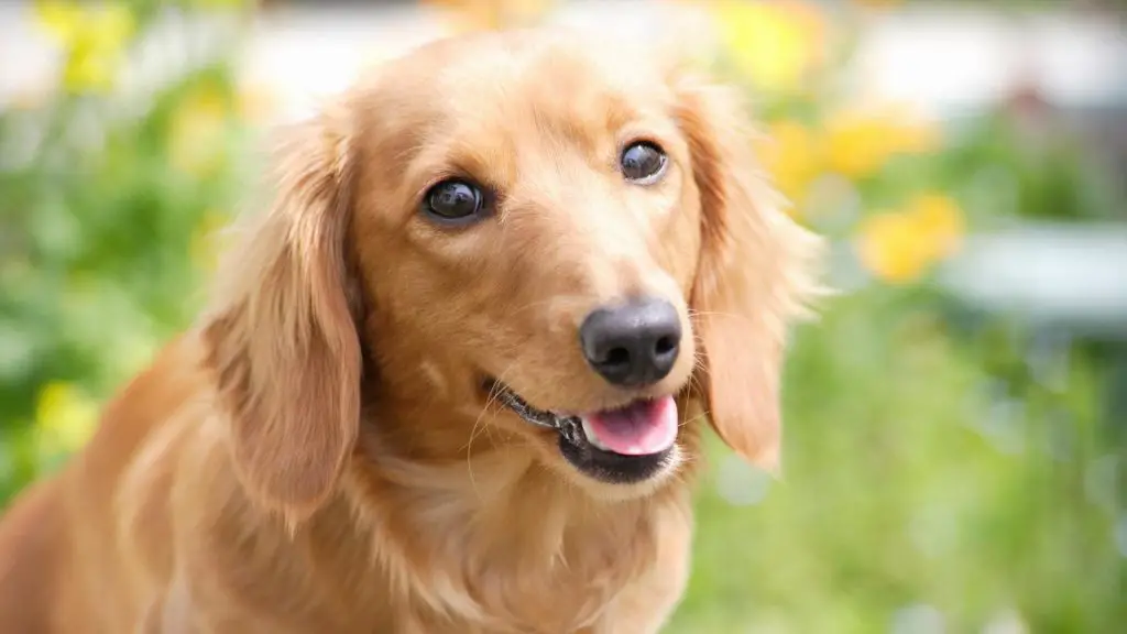 dachshund anxiety