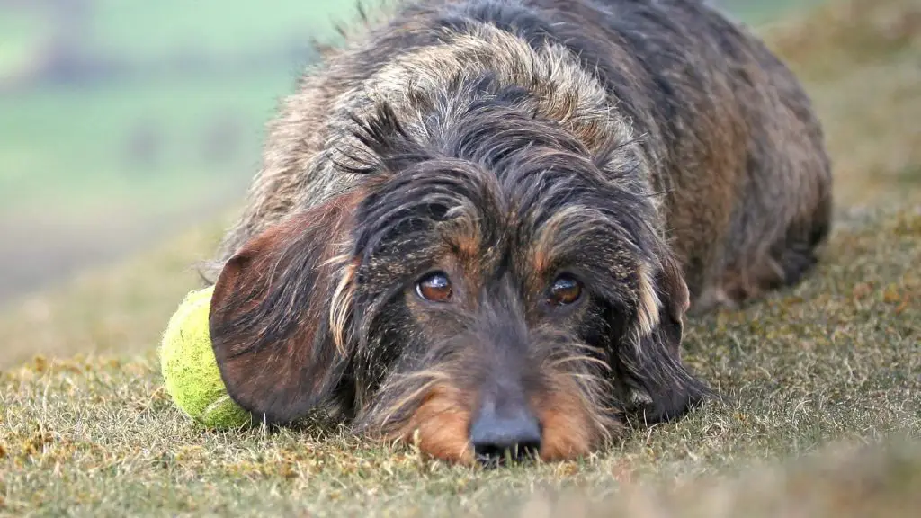 dachshund anxiety