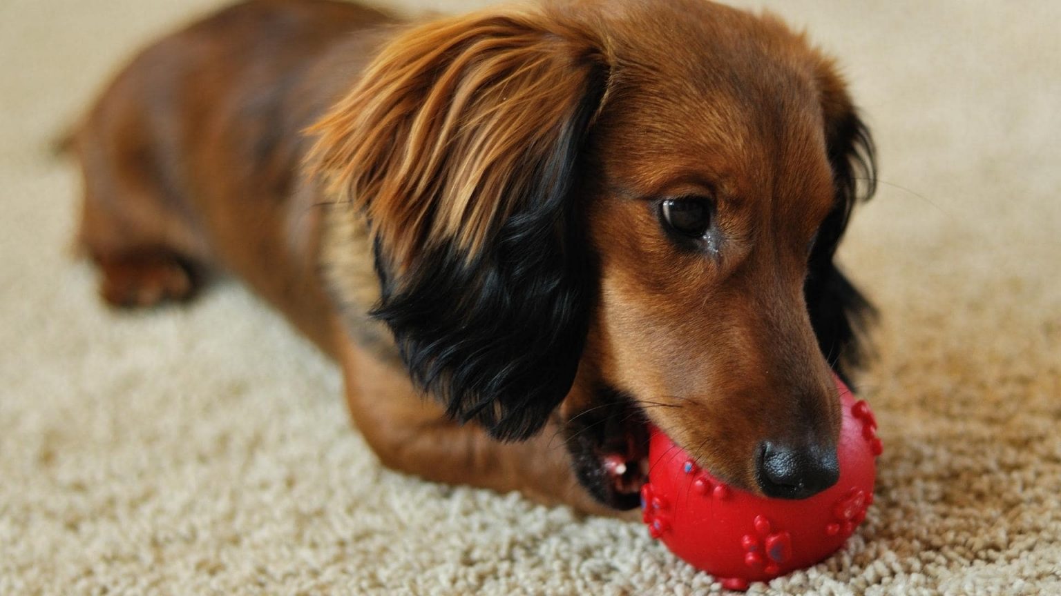 Dachshund Chewing Why It Happens How To Stop It