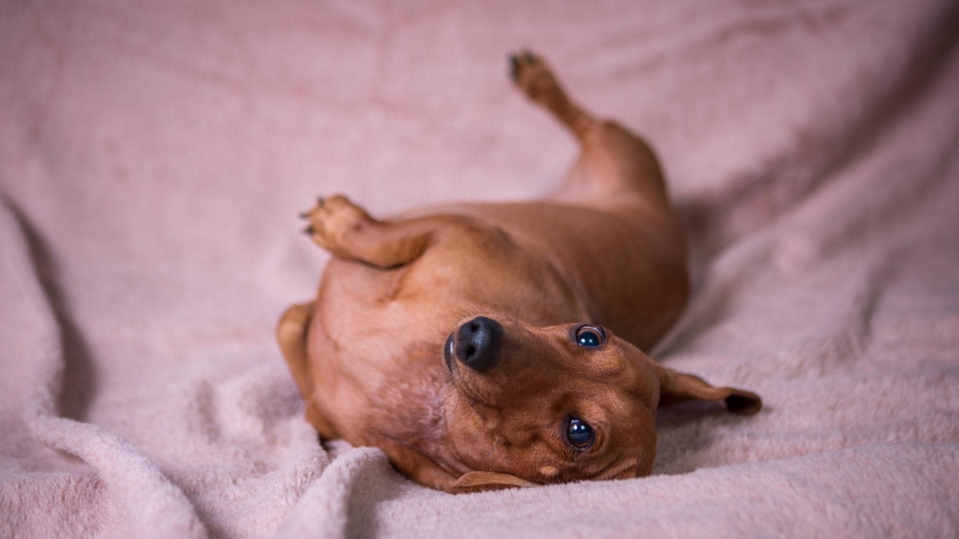 Dachshund Pregnancy Symptoms & Stages Week By Week