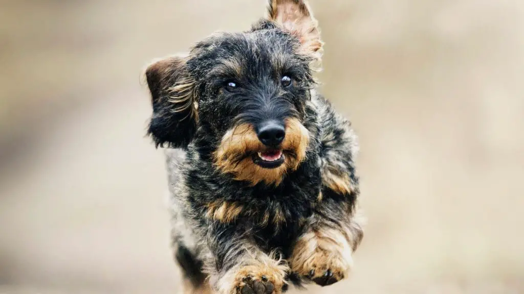 dachshund reverse sneezing