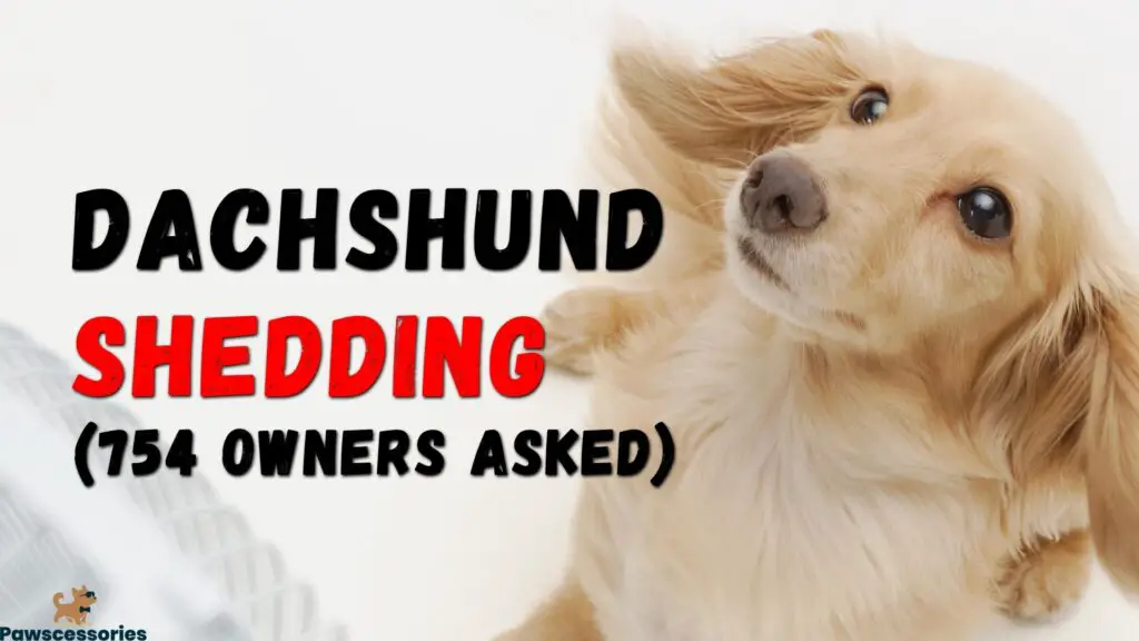 long haired dachshund shedding