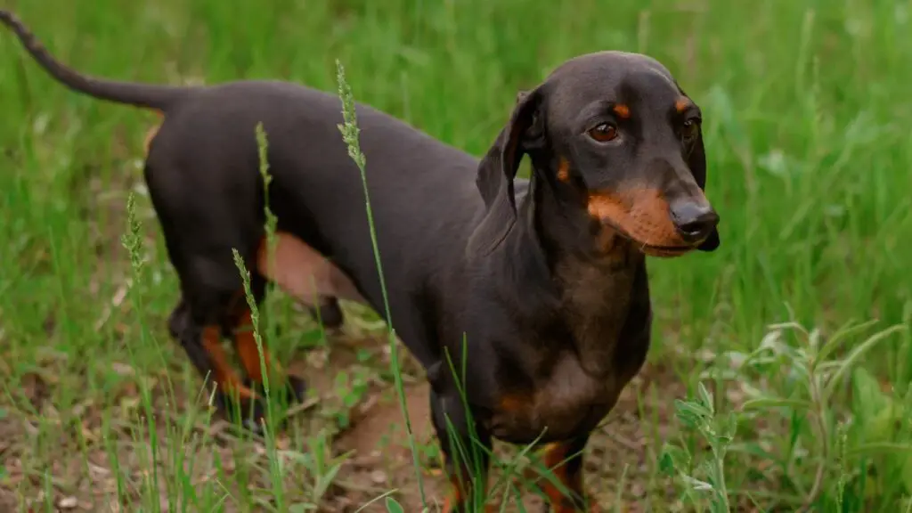 dachshund skinny