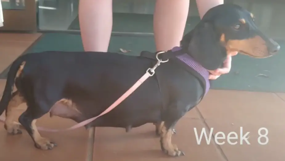 dachshund pregnancy week by week pictures