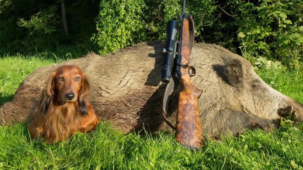 dachshunds hunting