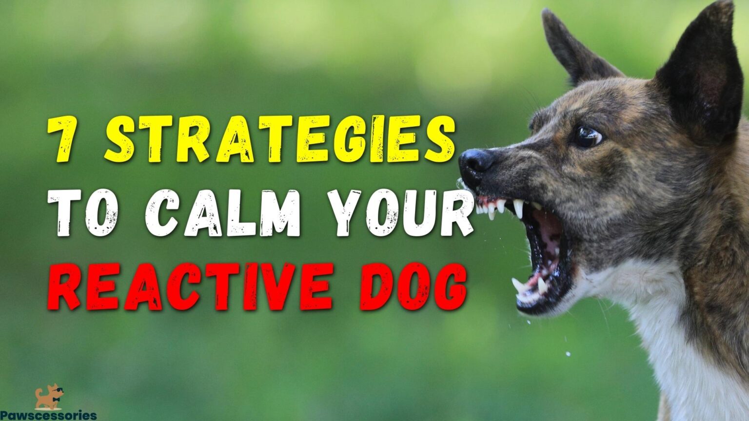 reactive-dog-training-101-how-to-calm-your-reactive-dog