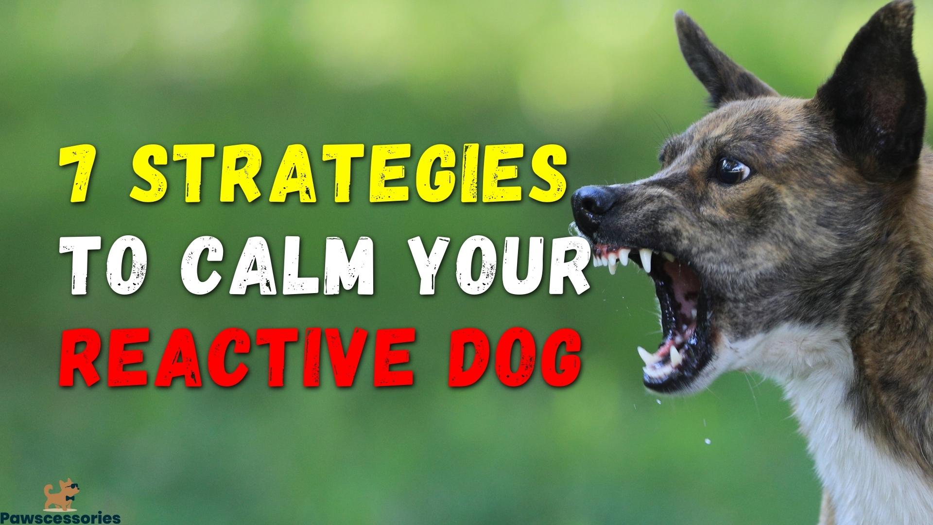 7 Simple Strategies To Help Quickly Calm A Reactive Dog
