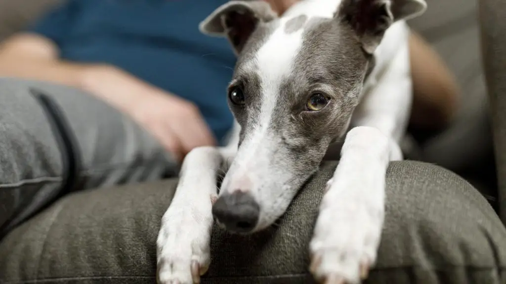 how to calm an anxious dog