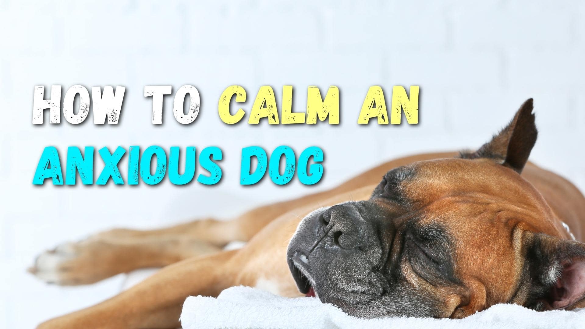 how to calm dog anxiety naturally