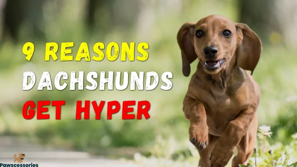 why dachshund get so hyper