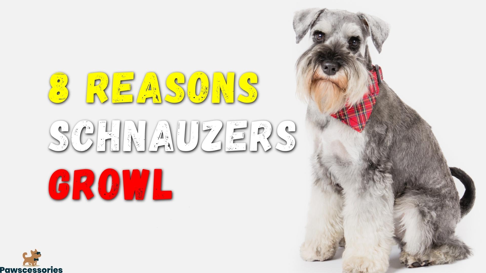 why do schnauzers growl