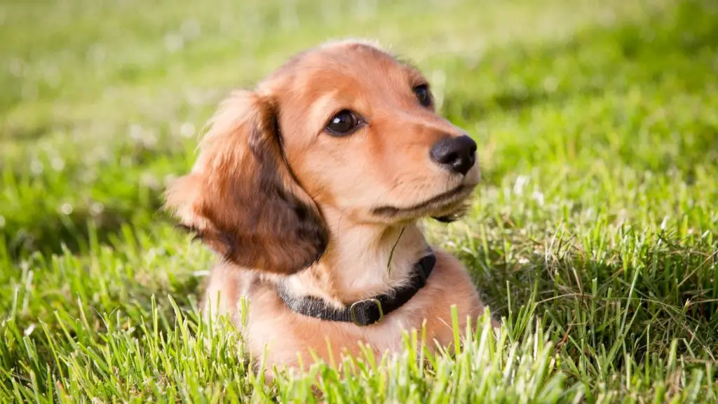 calming a dachshund puppy that's hyper