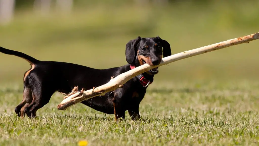 why is my dachshund so hyper