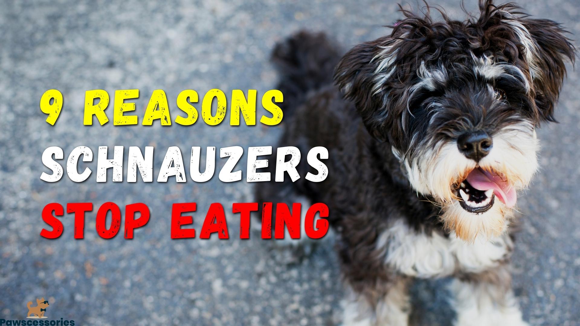 9 Weird Reasons Schnauzers Stop Eating + 5 Helpful Tips