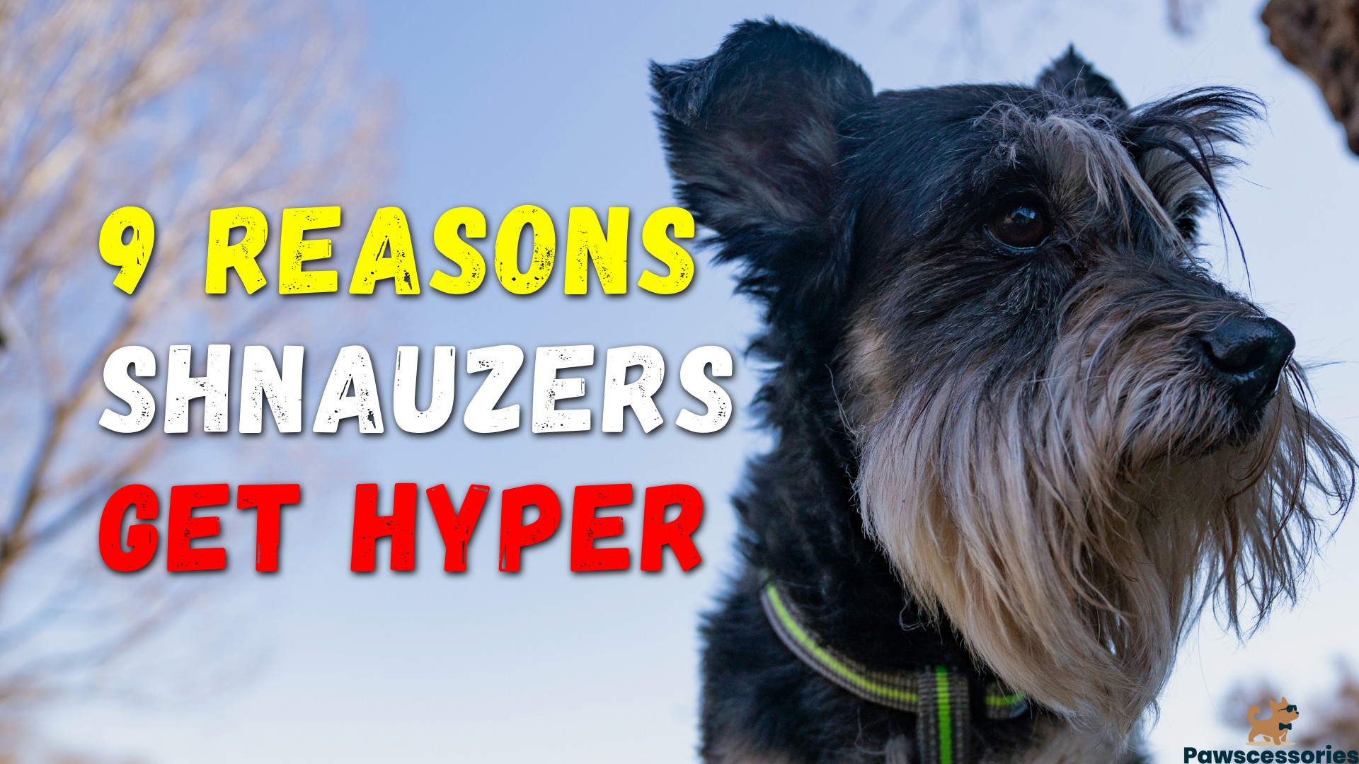 why is my schnauzer hyper