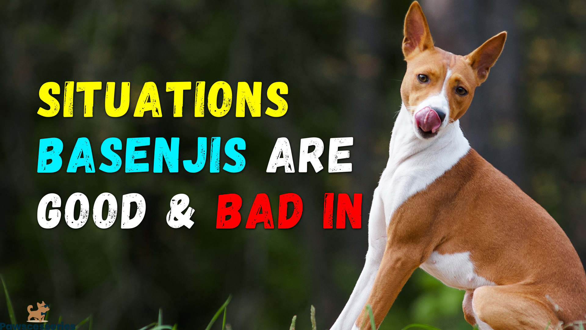 Are Basenji Good