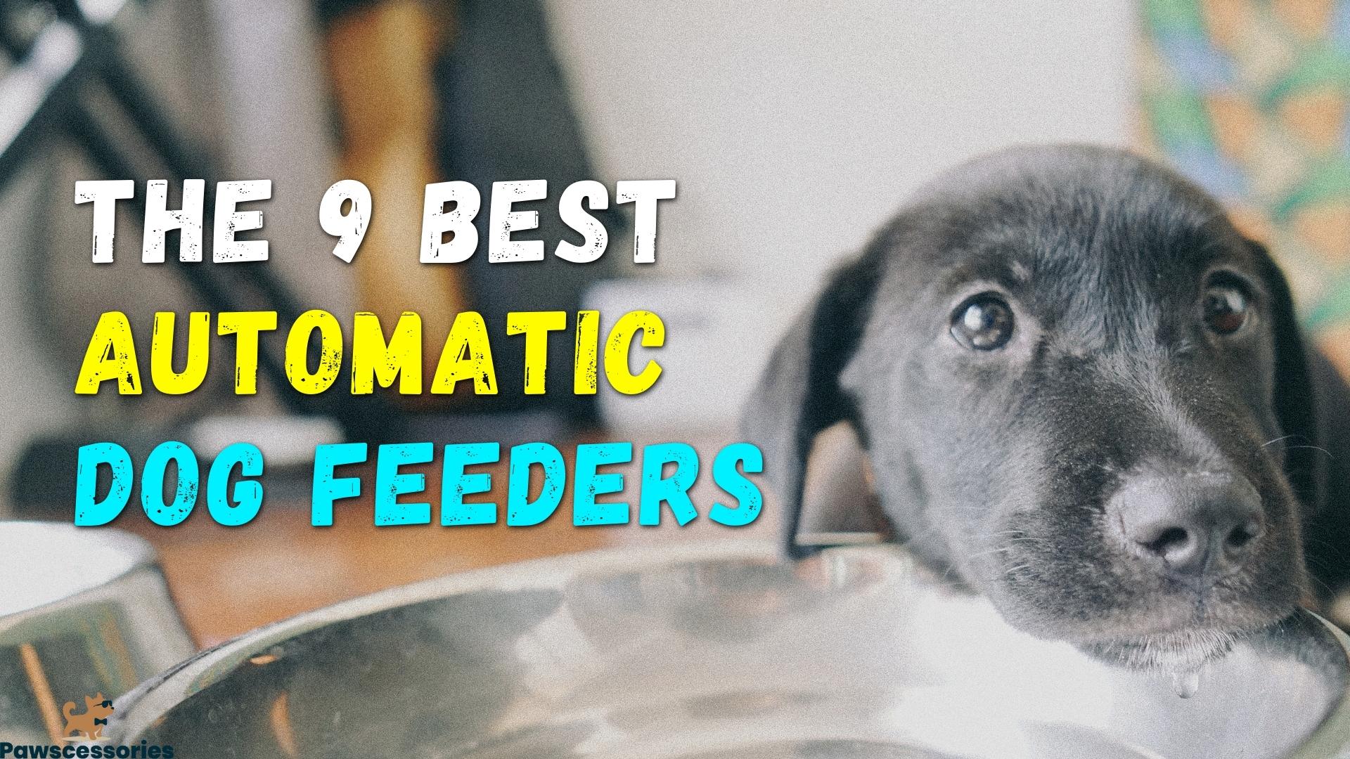 Top 9 Best Automatic Dog Feeder Picks [June 2022 Update]