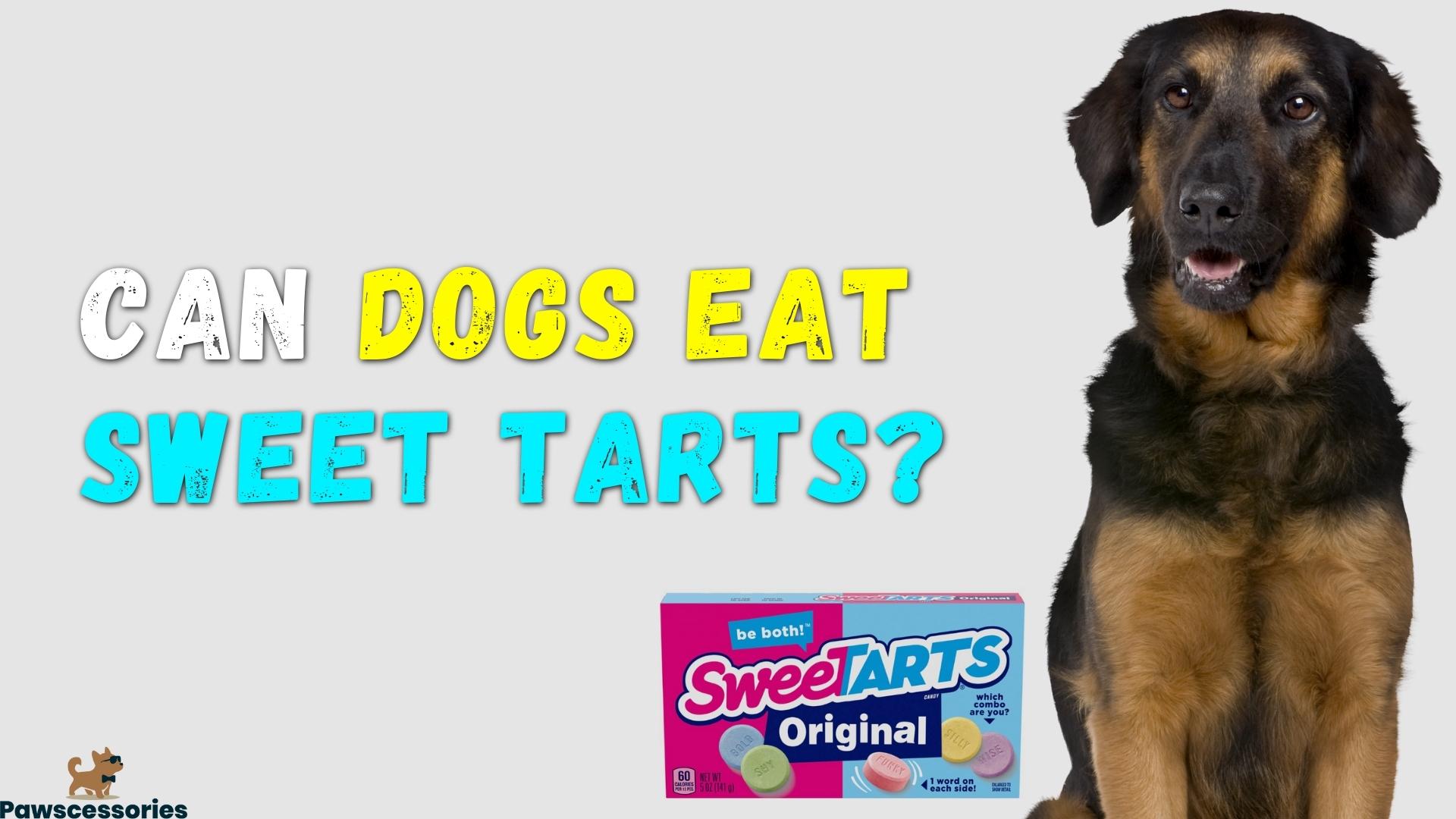 Can Dogs Eat Sweet Tarts? 6 Dangers & Tips If They Do