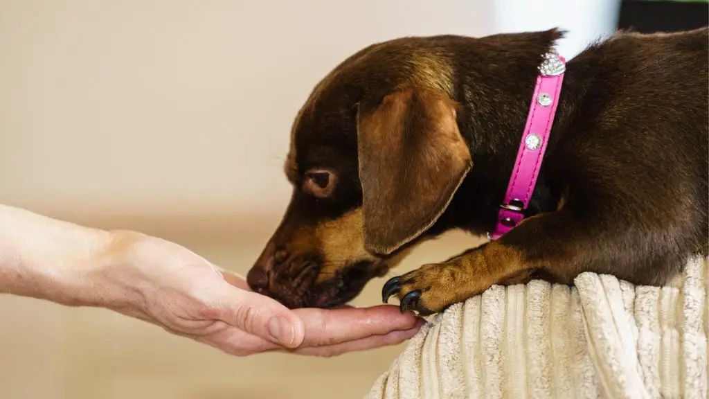 Dachshund Biting food redirection