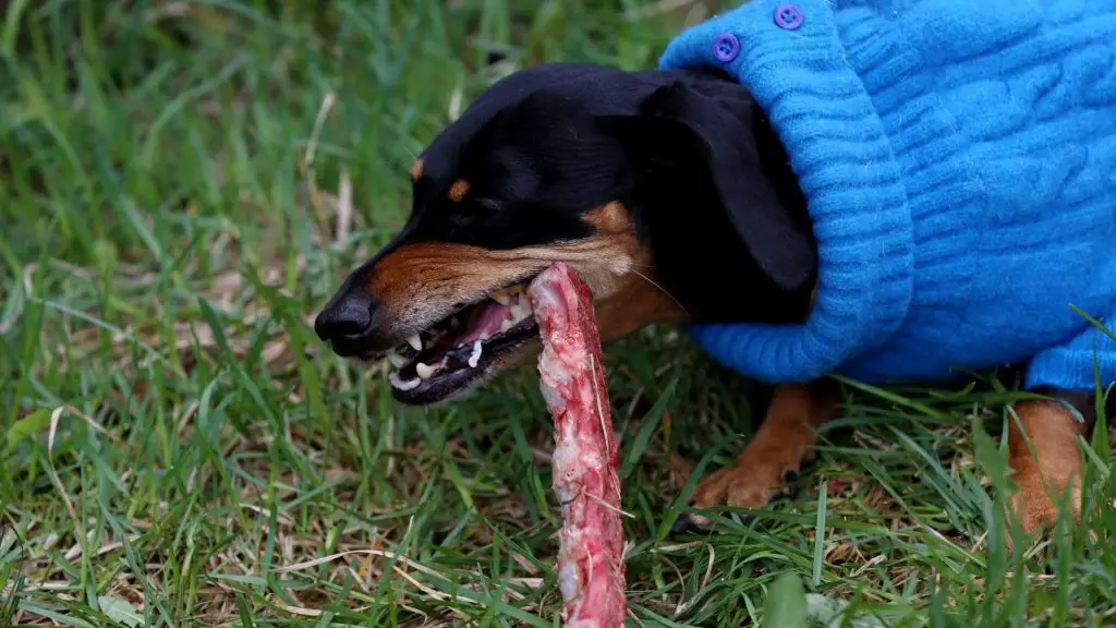 Dachshund Biting redirection