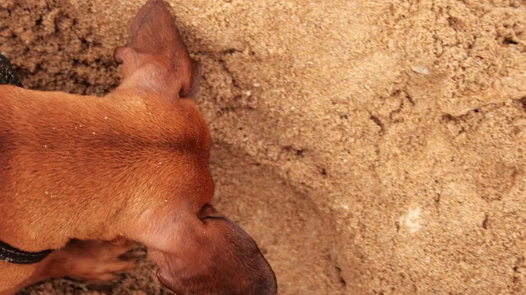 Dachshund digging spot