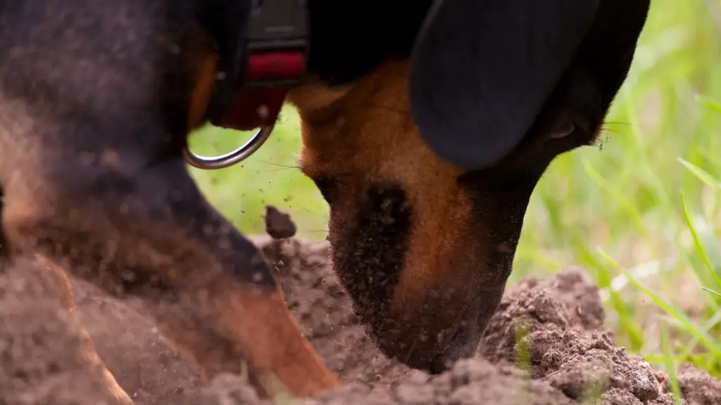 Dachshund digging