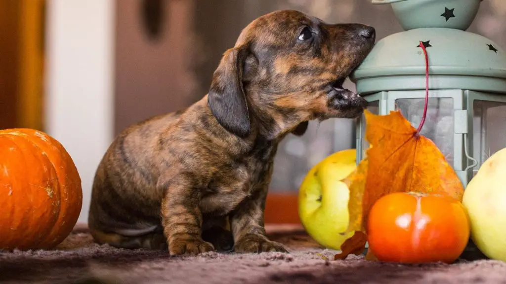 Dachshund puppy Biting