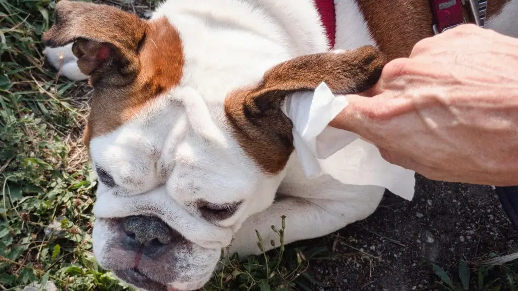 cleaning dogs ears