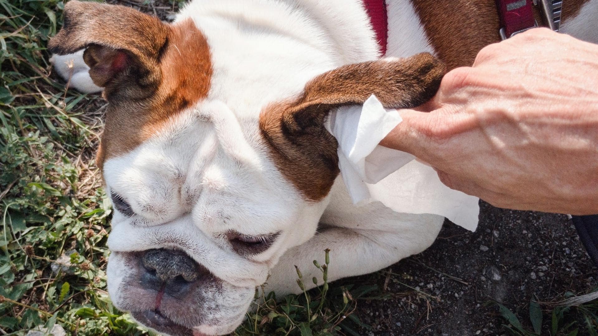 dog-scratching-ear-and-shaking-head-at-night-vet-answers