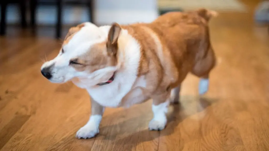 dog shaking head at night