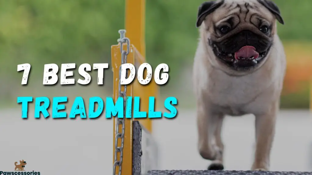 Dog Treadmills