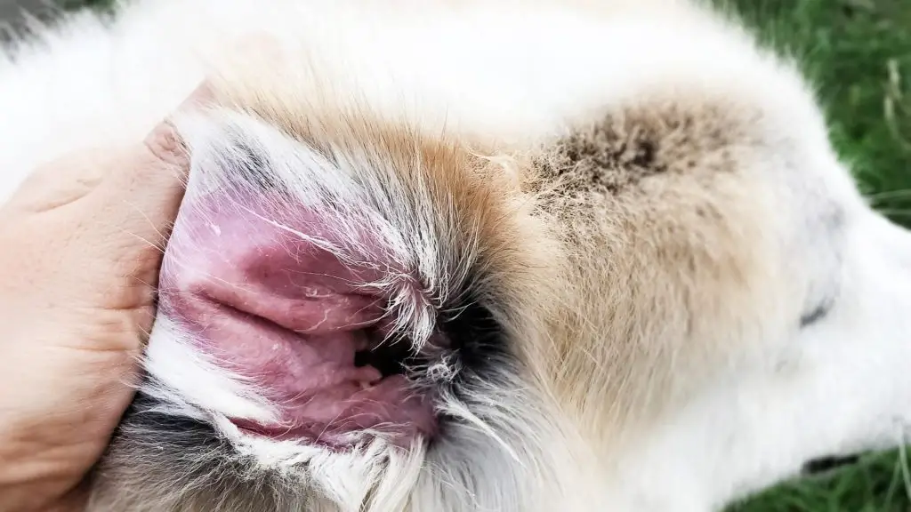 Dog ear inflammation