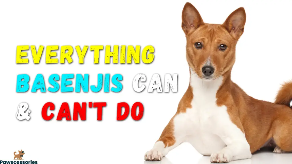 Everything Basenjis Can & Can't Do