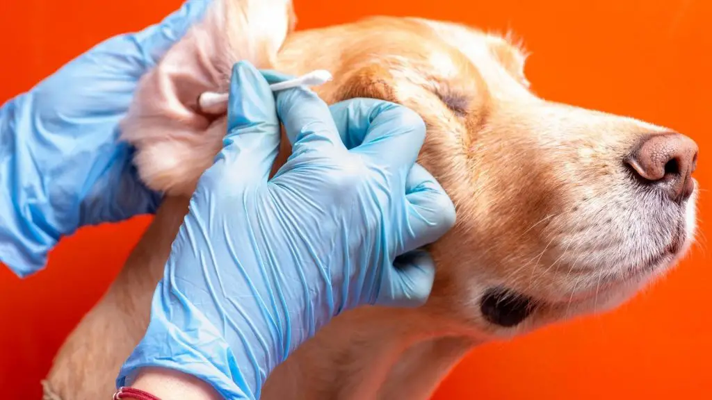 How To Clean Dog’s Ears When They Hate It