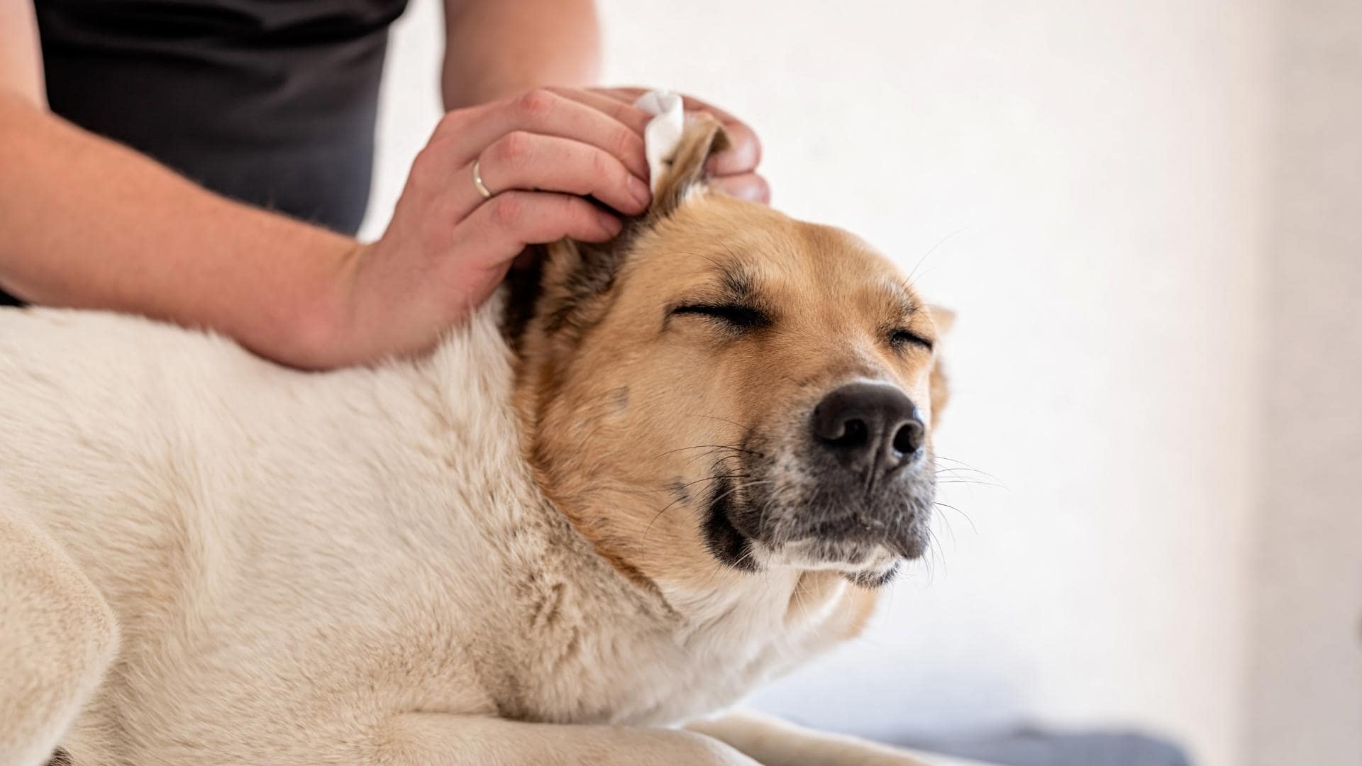 How To Clean Dog’s Ears When They Hate It 9 Simple Steps