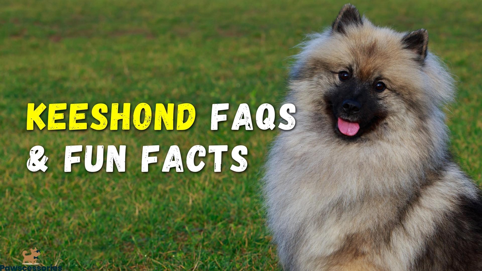 Keeshond Dog: Frequently Asked Questions and Fun Facts