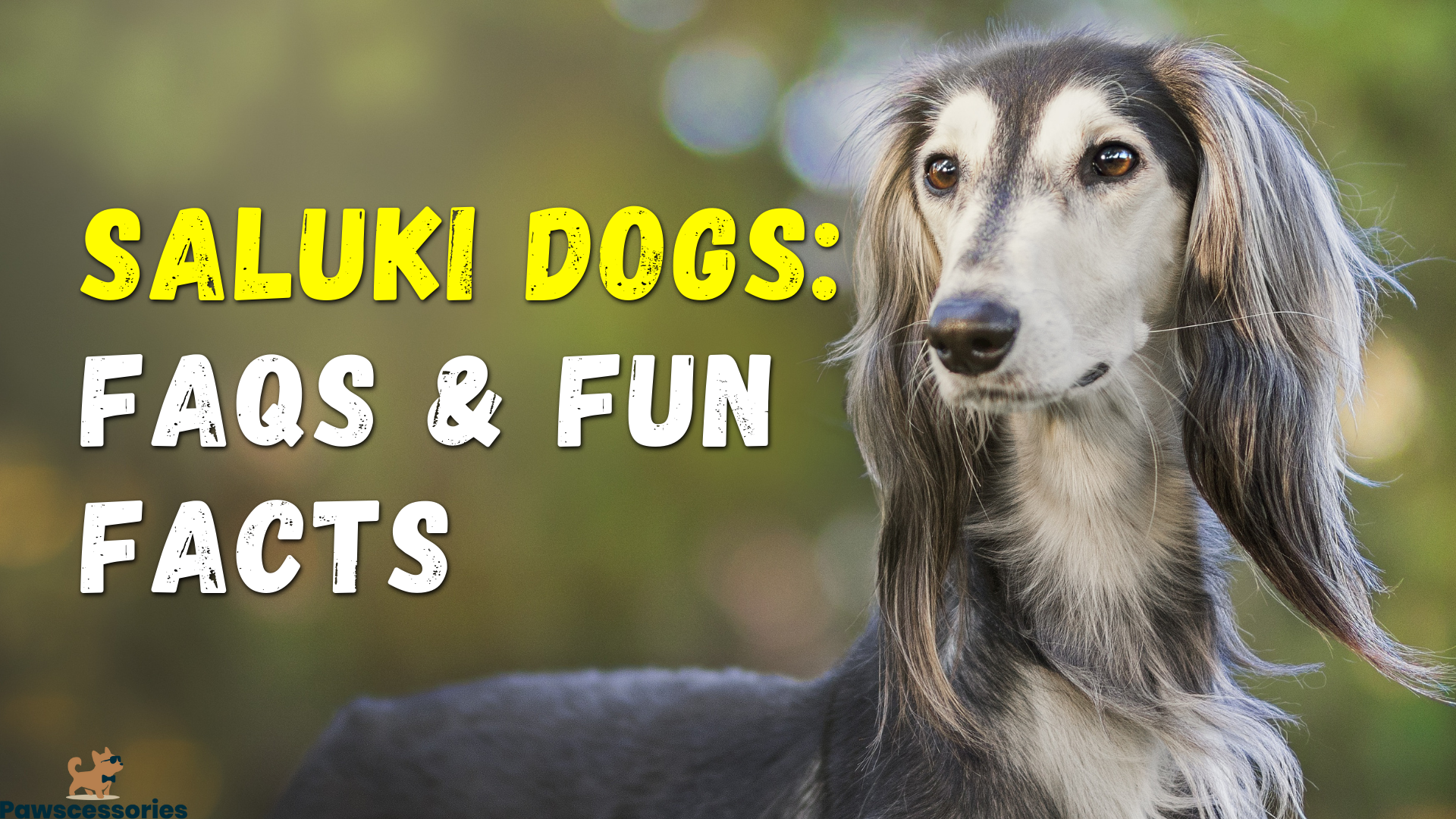 Saluki Dog Breed