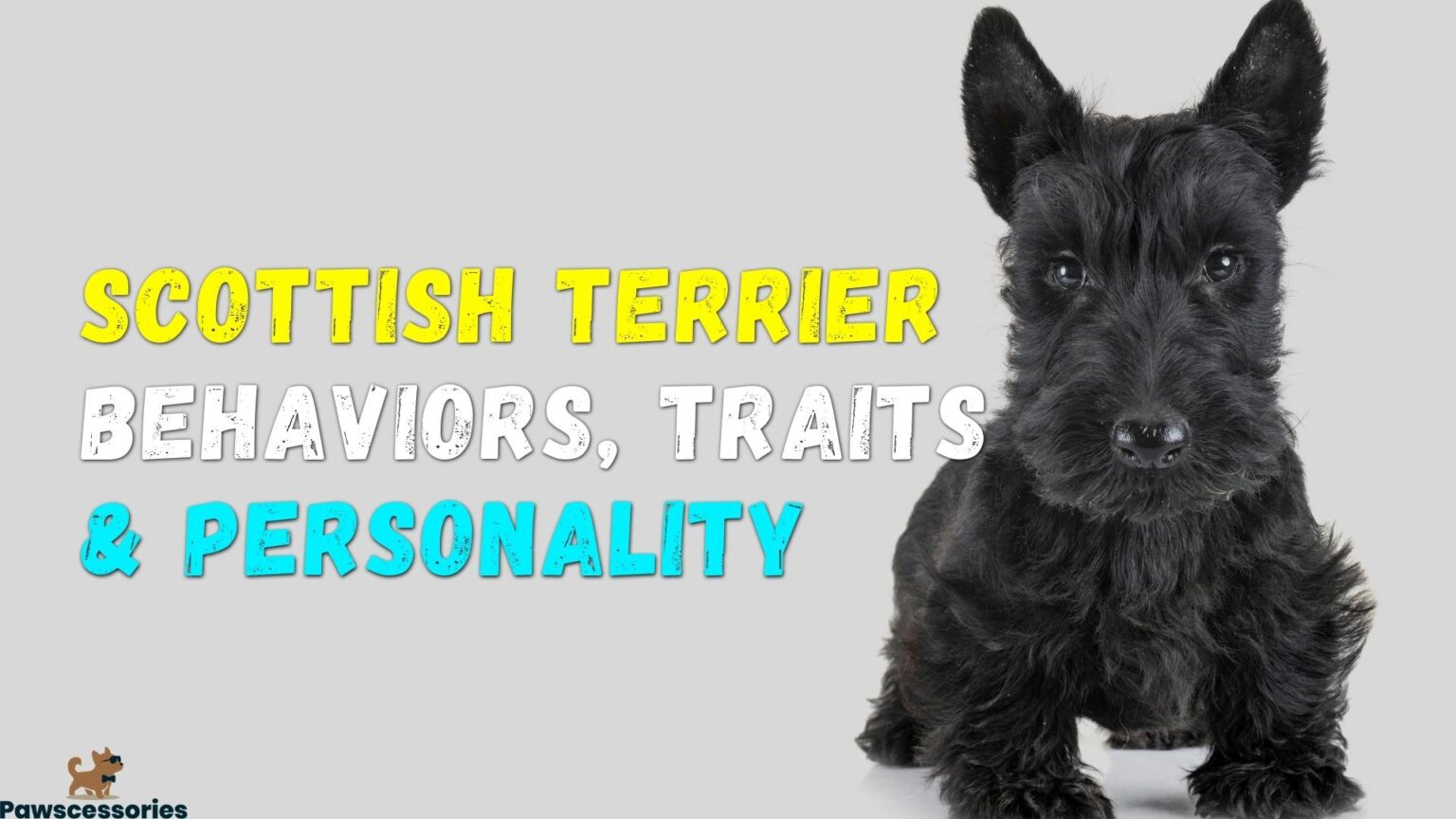 Scottish Terrier Behaviors, Personality & Unique Traits