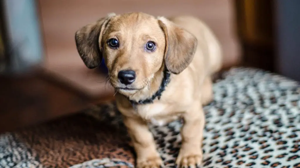 dachshunds jumped onto bed