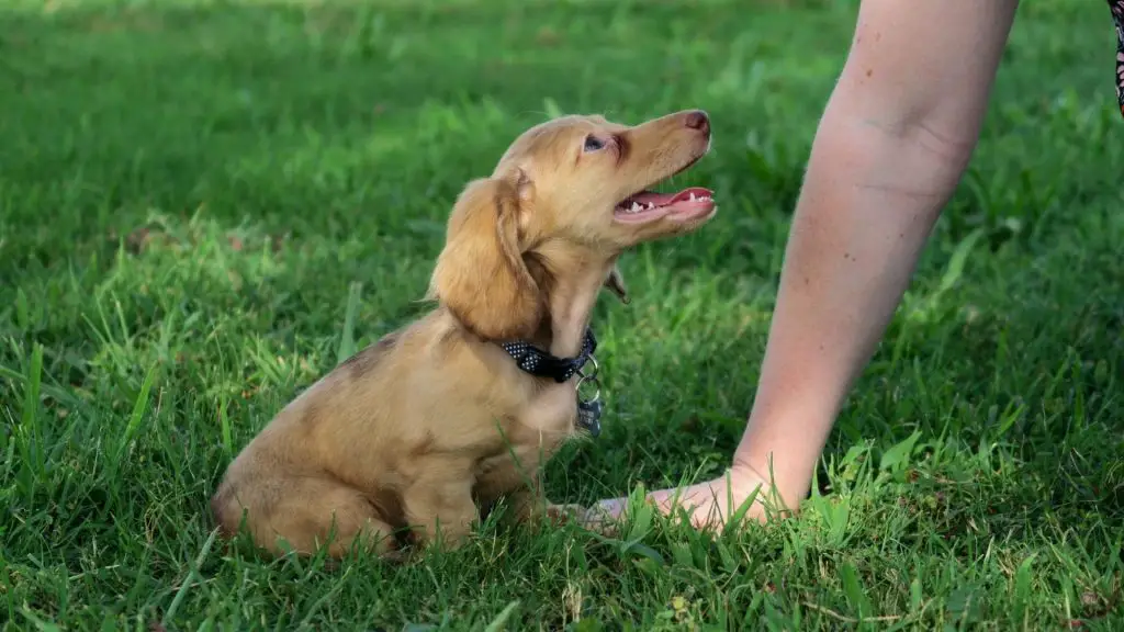 Stop Your Dachshund From Jumping On People