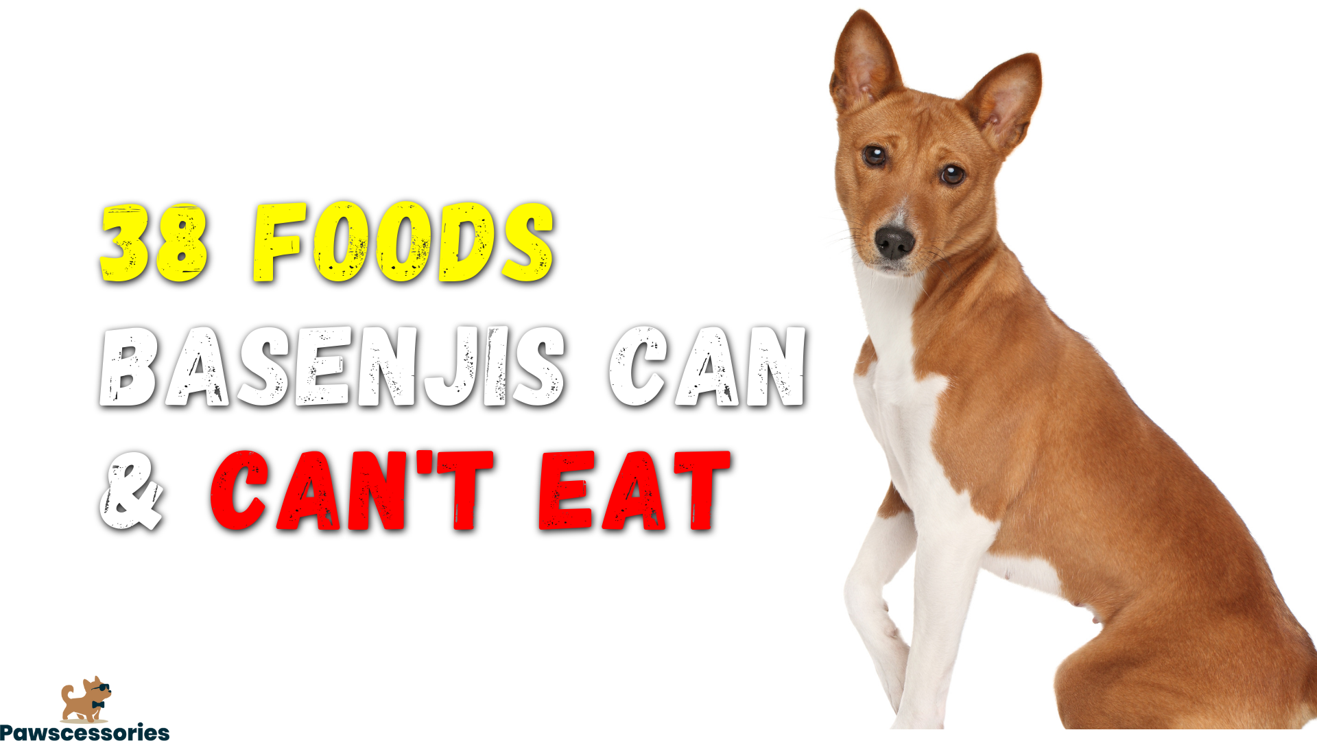 What can basenjis eat