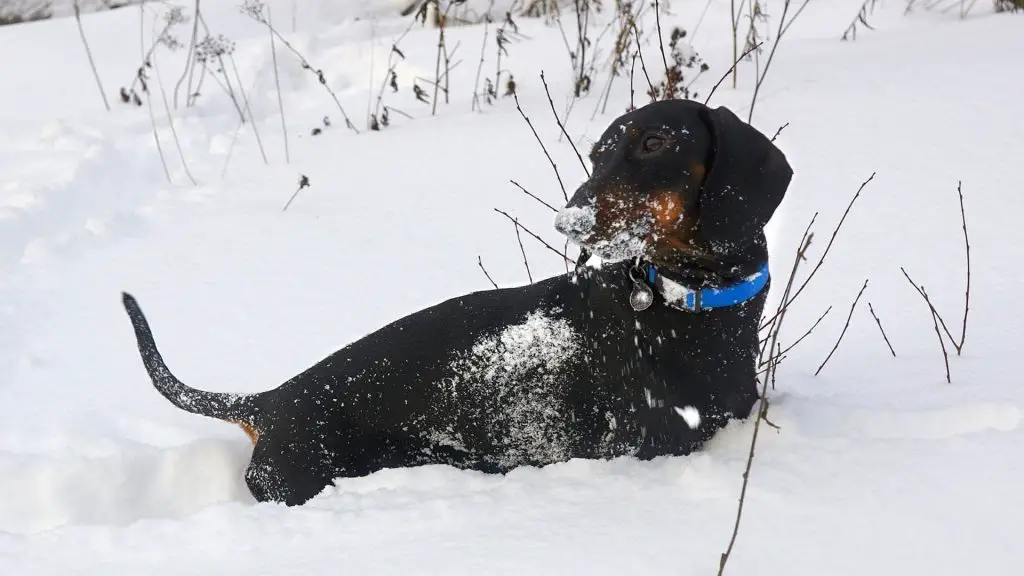 When Is It Too Cold To Walk A Dachshund