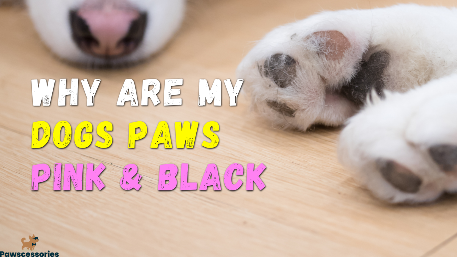 3 Reasons Dogs Have Pink & Black Paws + Why They Change