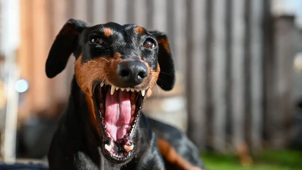 Why Do Adult Dachshunds Bite