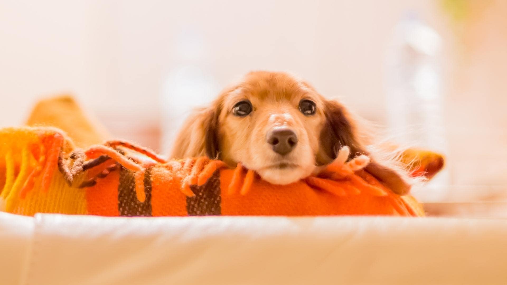 Why Do Dachshunds Cry So Much & How To Stop It (Quick Answers!)