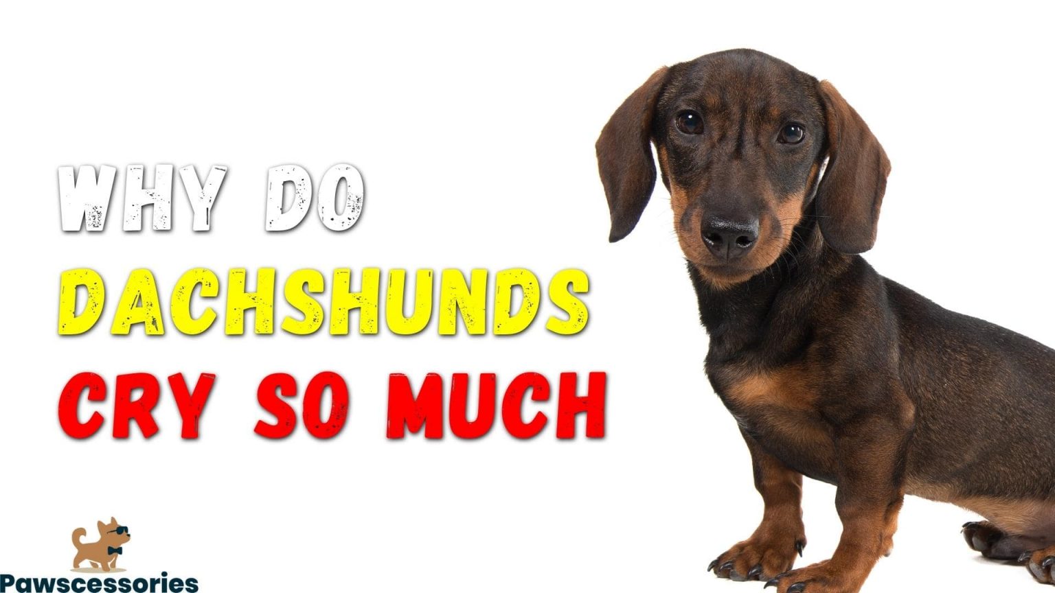 Why Do Dachshunds Cry So Much & How To Stop It (Quick Answers!)