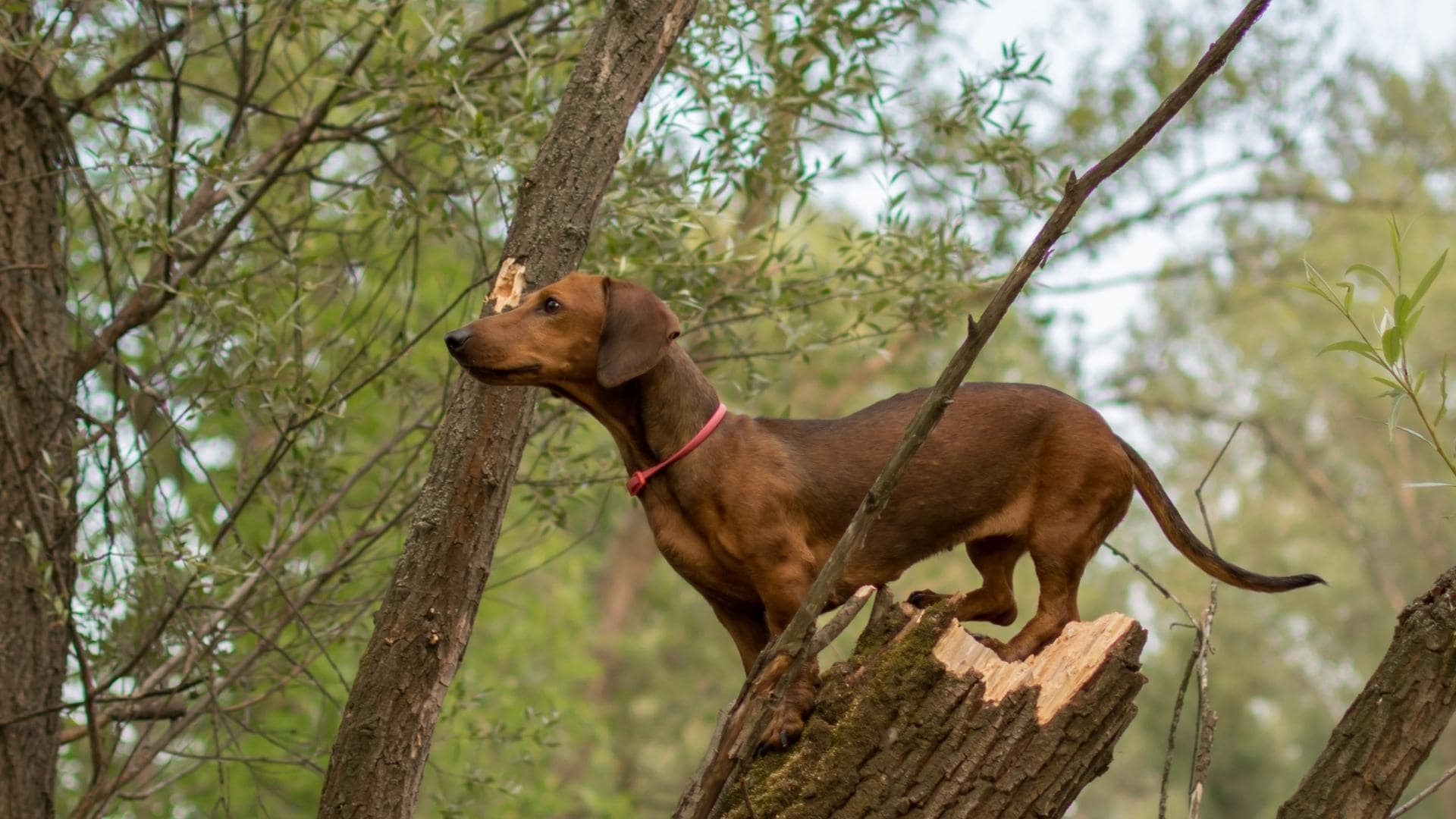 How To Stop Dachshund Jumping For Good & Why It Happens