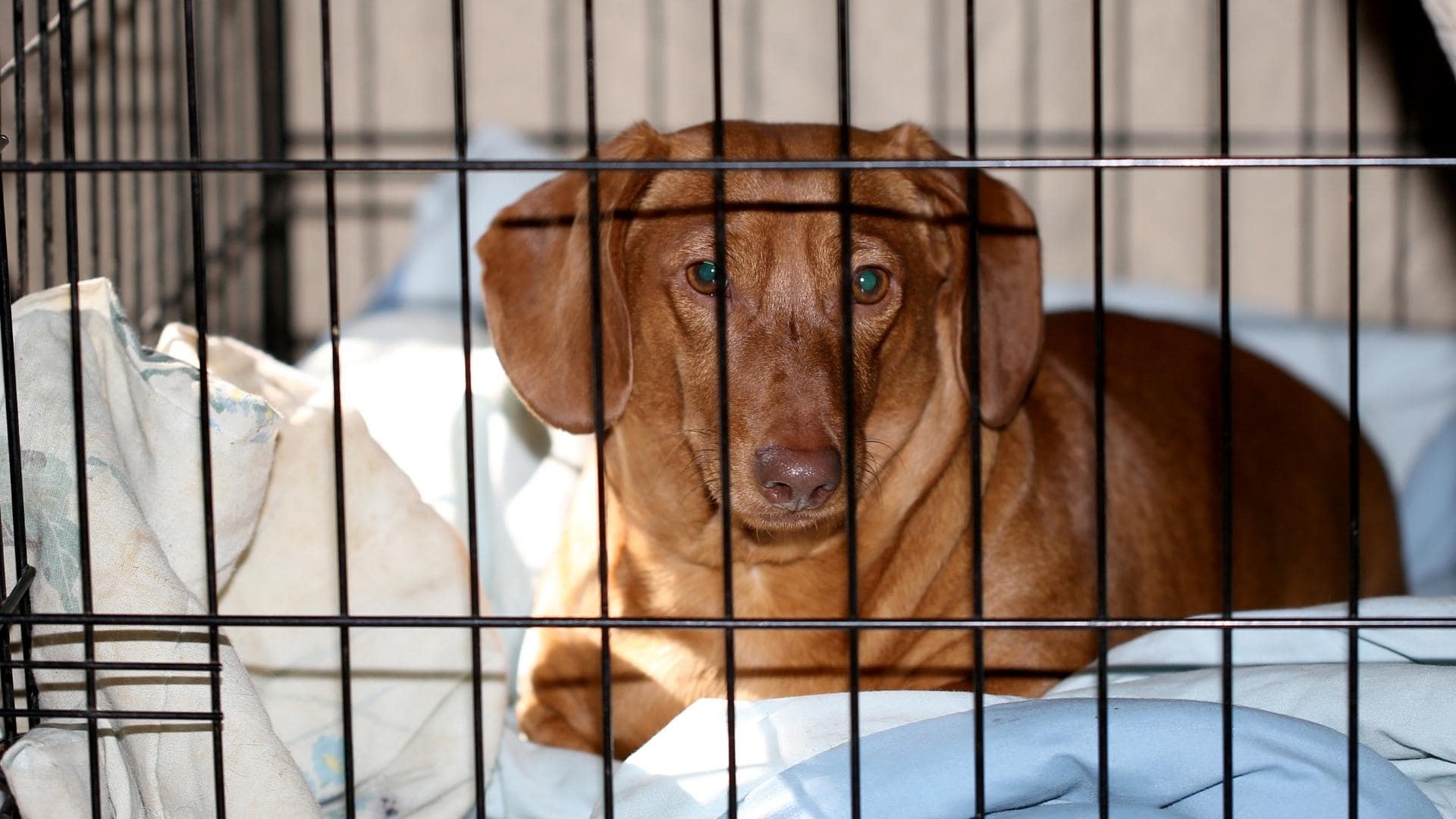 Why Do Dachshunds Cry So Much & How To Stop It (Quick Answers!)