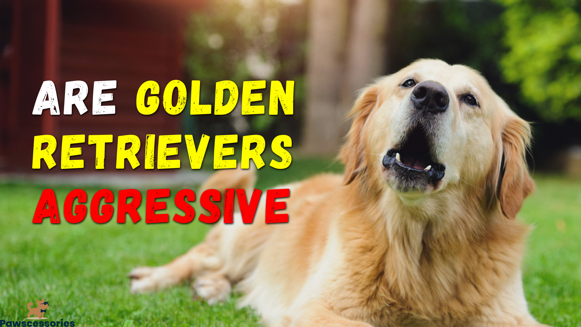 Are Golden Retrievers Aggressive? (100+ Owners Asked!)